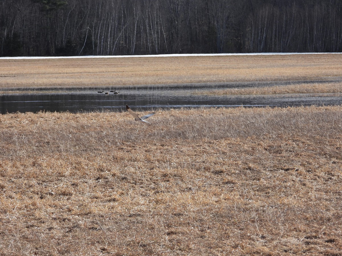 Northern Harrier - ML428048011