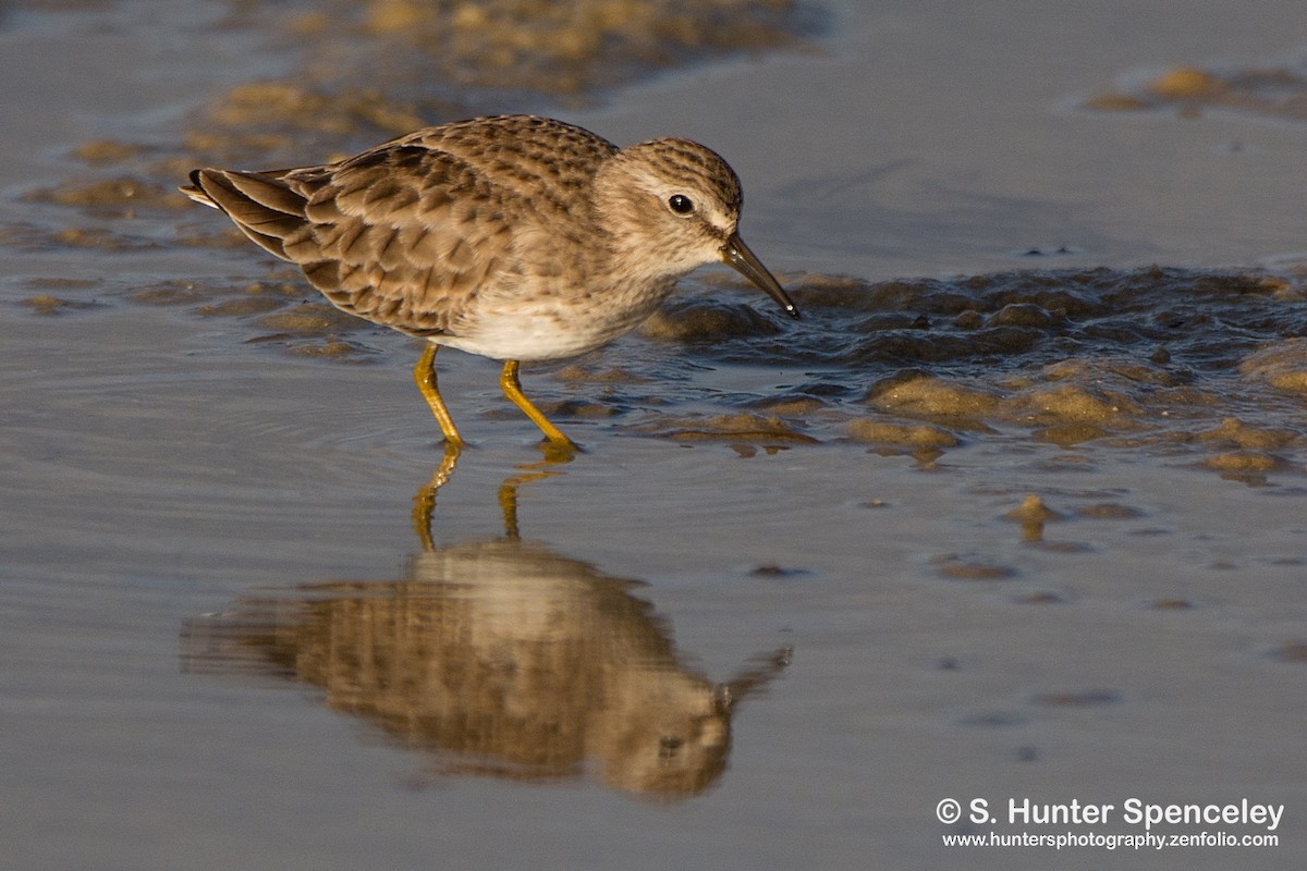 Least Sandpiper - S. Hunter Spenceley