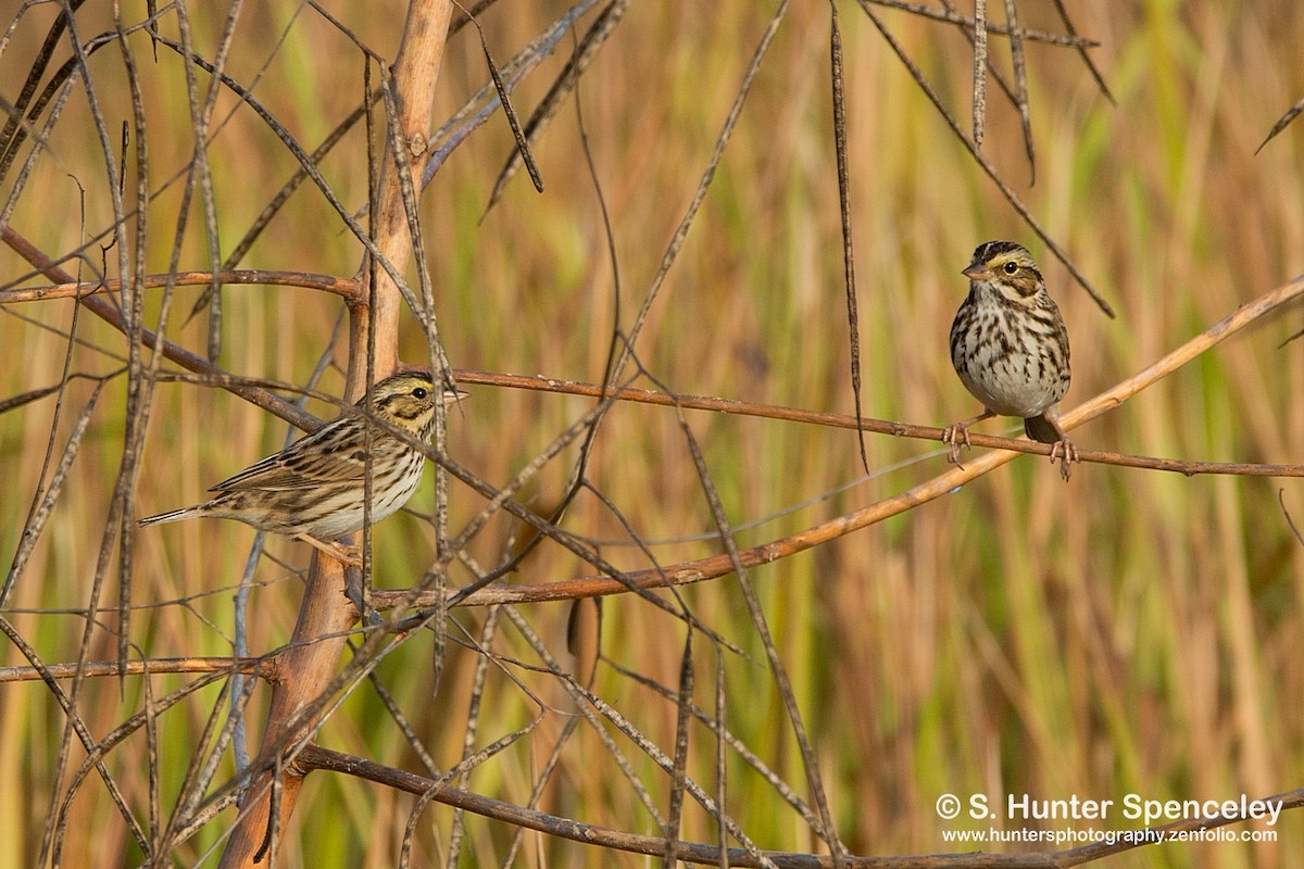 Savannah Sparrow - S. Hunter Spenceley