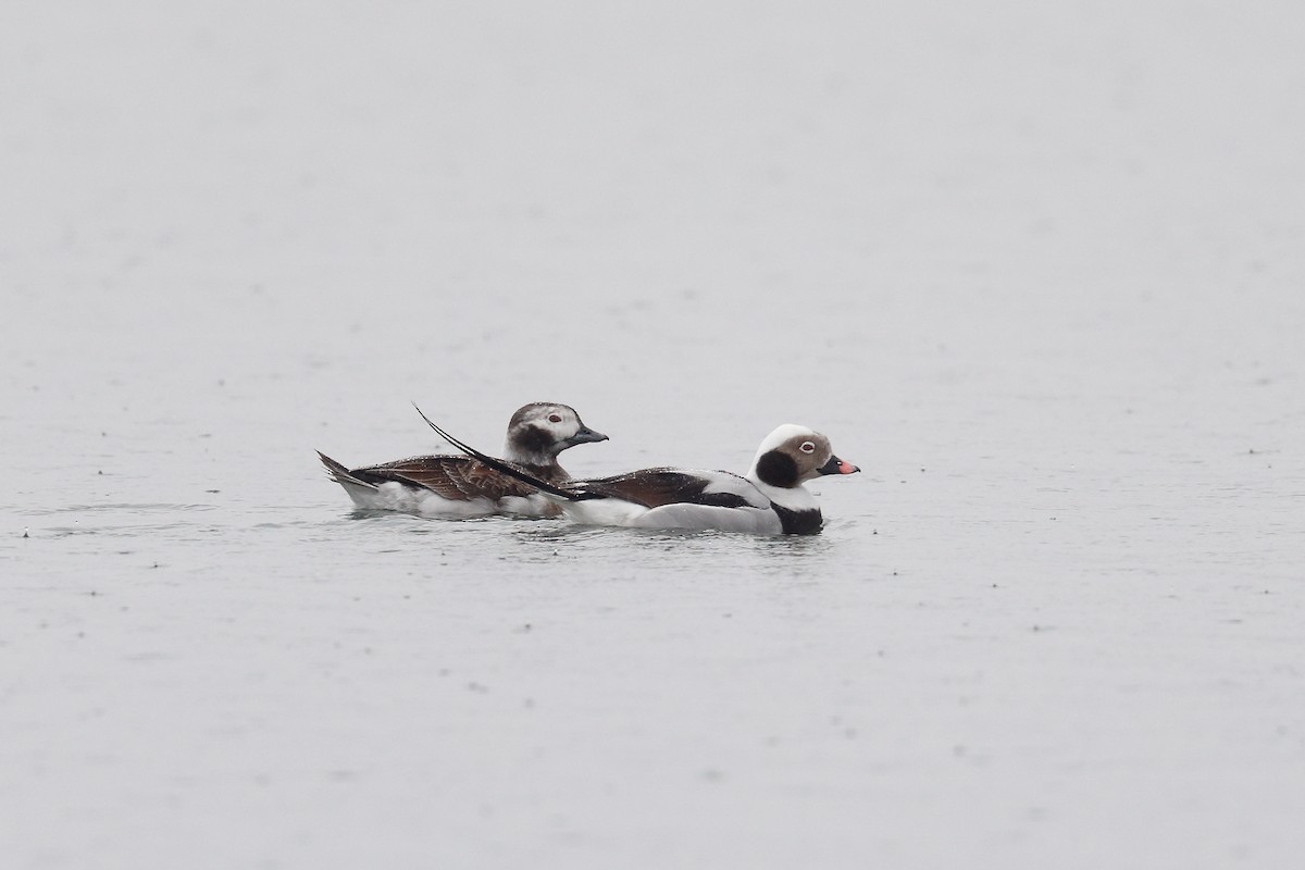 Long-tailed Duck - ML428051821