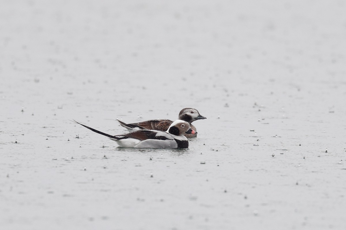 Long-tailed Duck - ML428051881