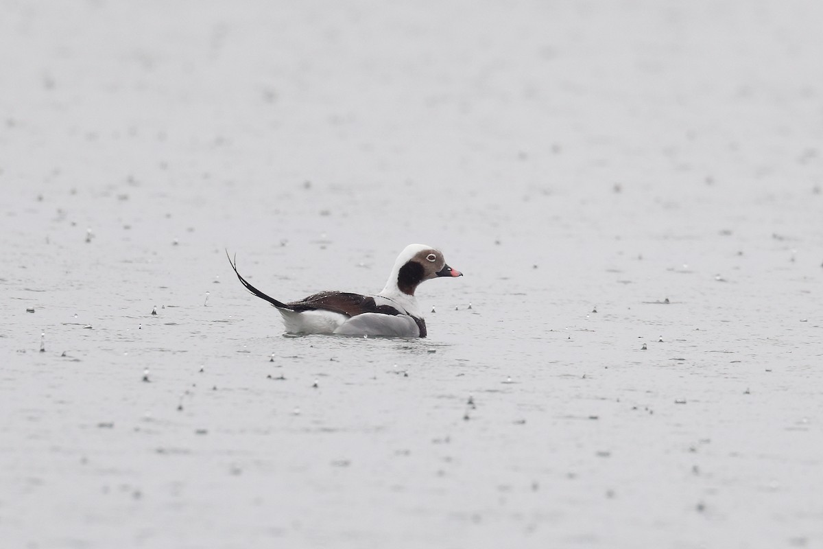 Long-tailed Duck - ML428051961