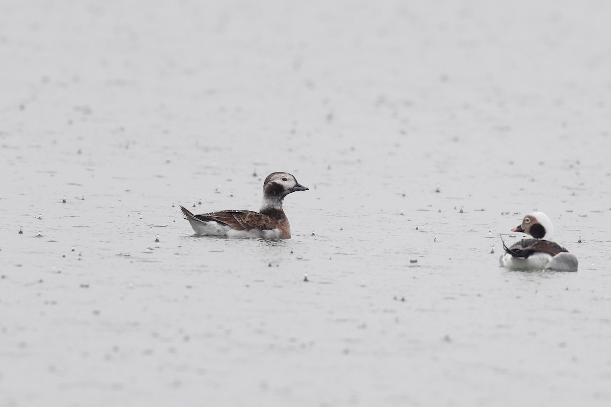 Long-tailed Duck - ML428052031