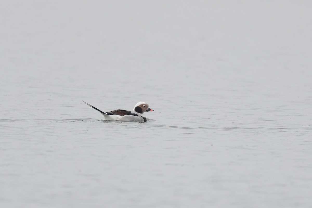 Long-tailed Duck - ML428052071