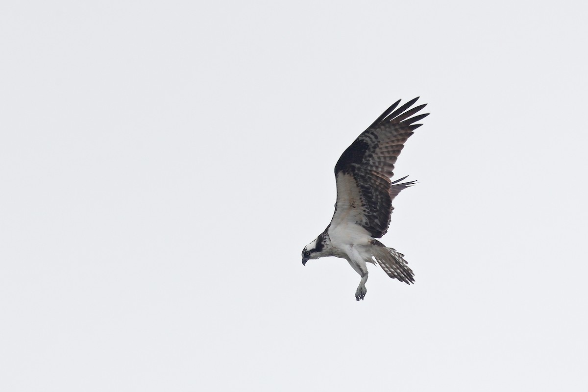 Águila Pescadora - ML428052091