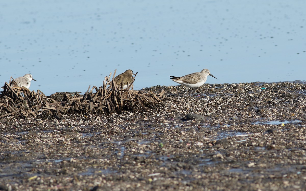 Curlew Sandpiper - ML42805321