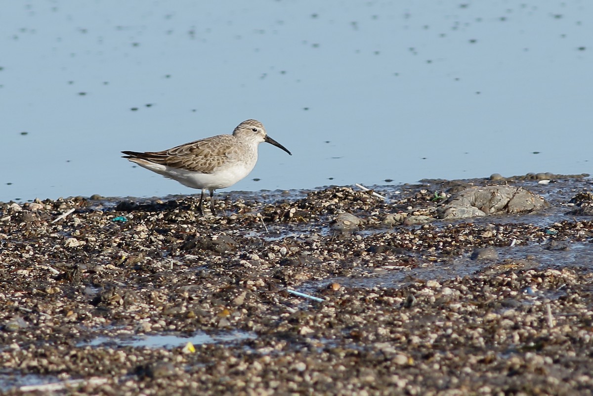 Curlew Sandpiper - ML42805341