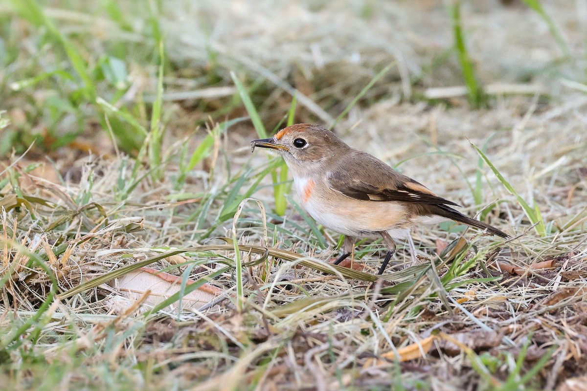 Red-capped Robin - ML428054891