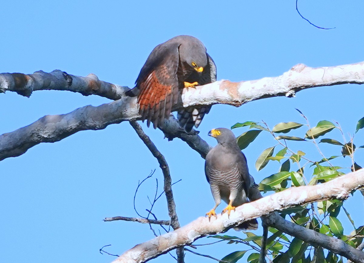 Roadside Hawk - ML428055641