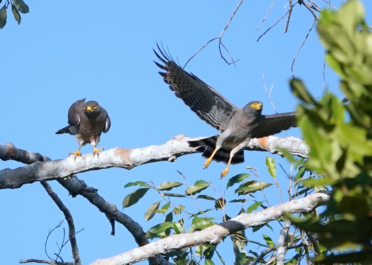 Roadside Hawk - ML428055681