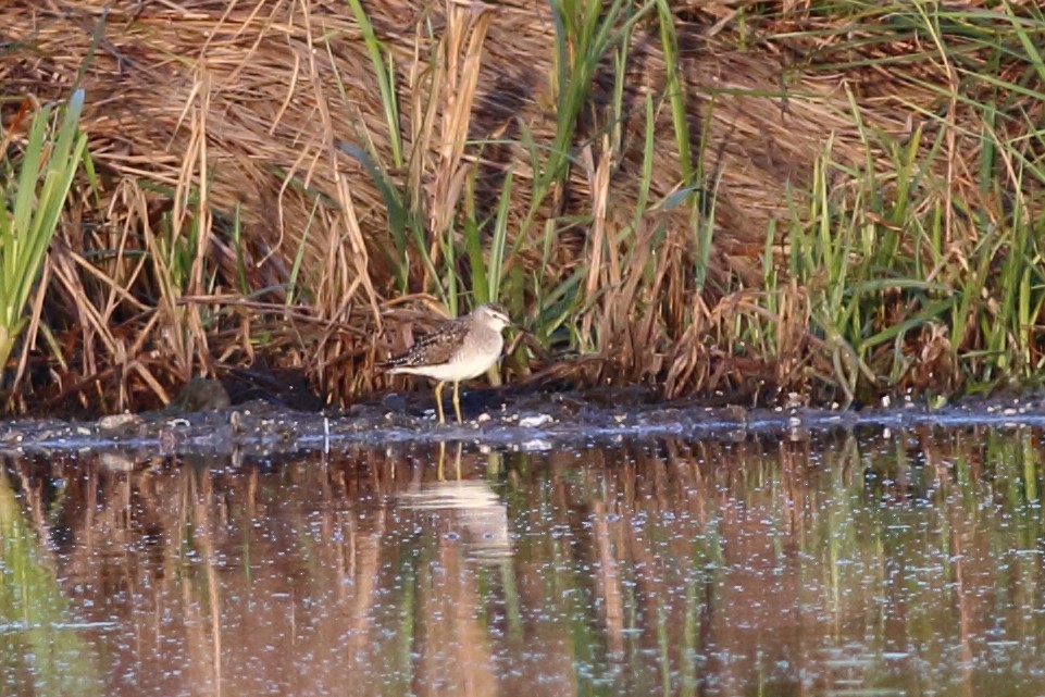 Wood Sandpiper - Sérgio Correia