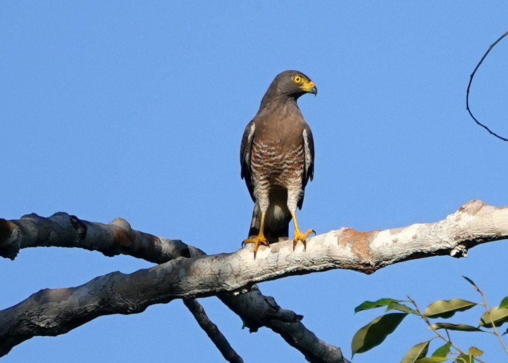 Roadside Hawk - ML428055721