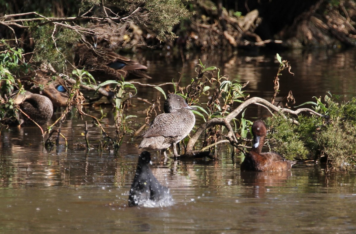 Freckled Duck - ML42805611