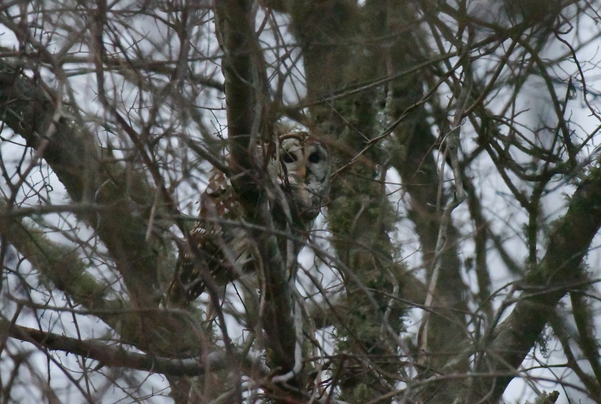 Barred Owl - ML428057741