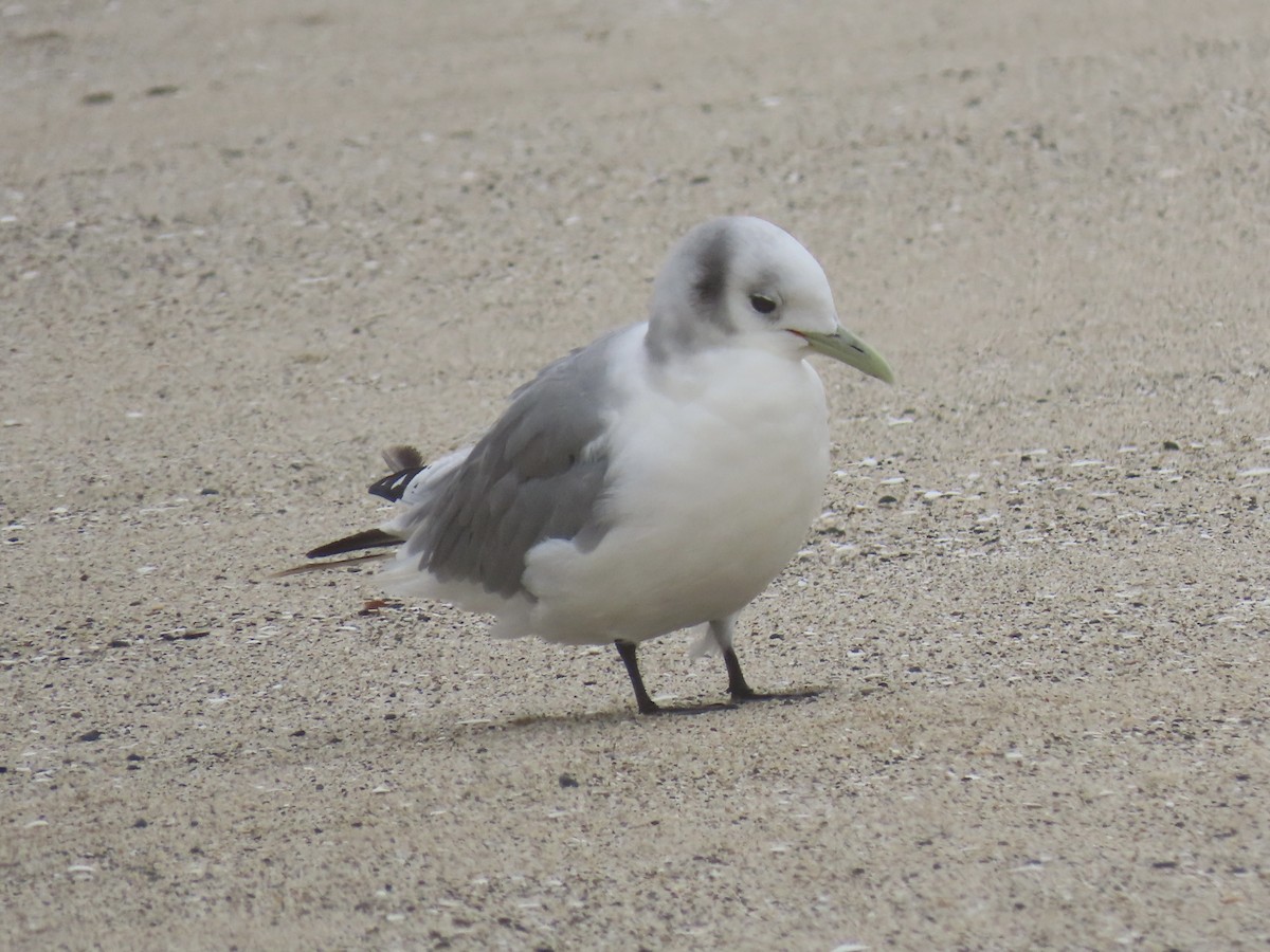 Black-legged Kittiwake - ML428058041