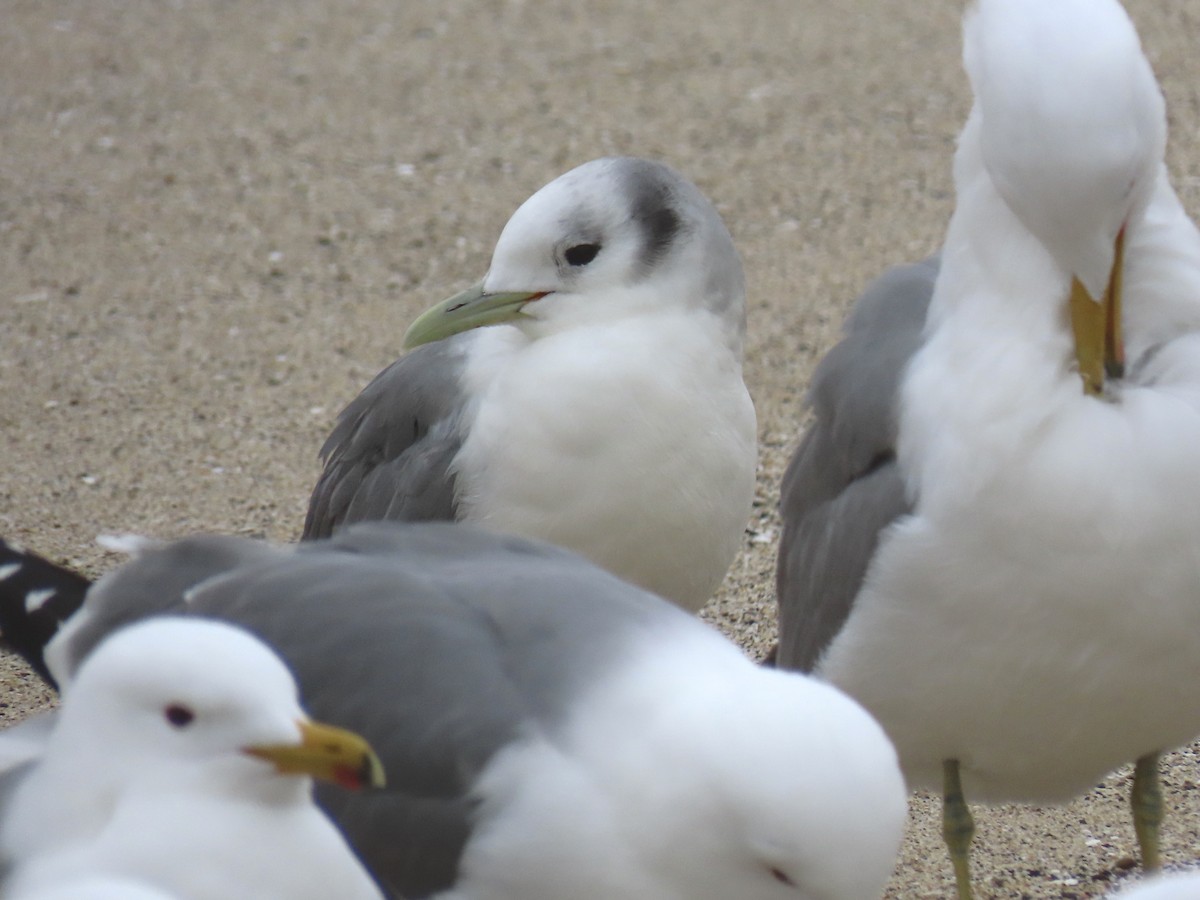Black-legged Kittiwake - ML428058061