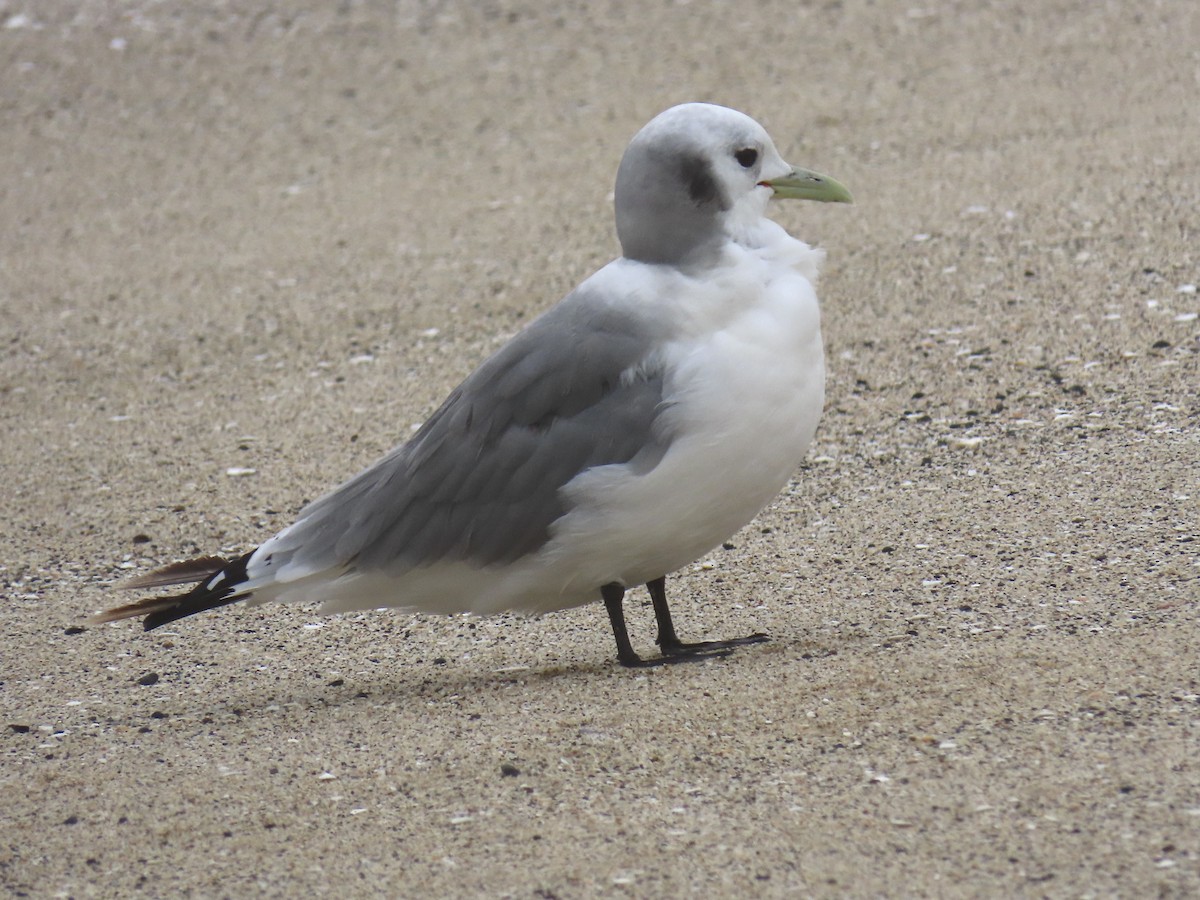 Black-legged Kittiwake - ML428058071