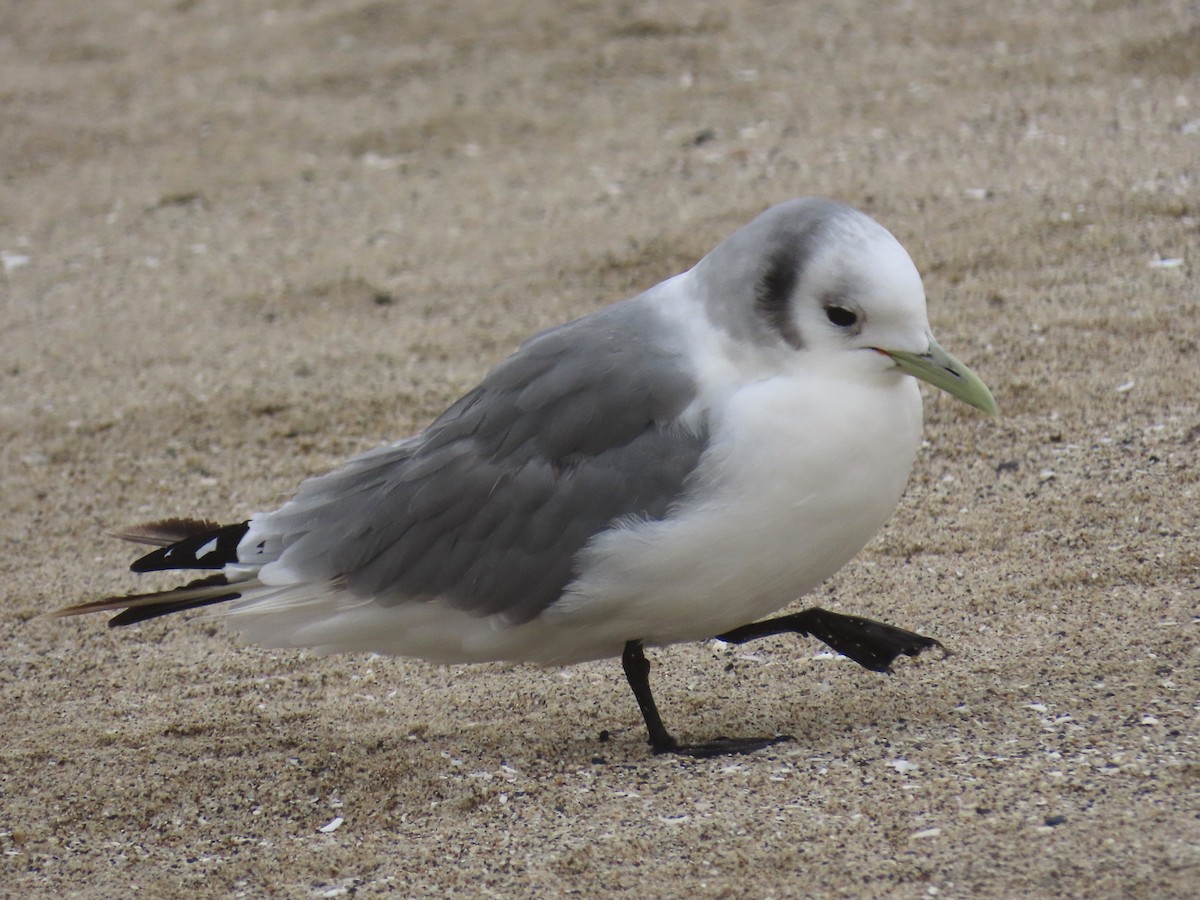 Black-legged Kittiwake - ML428058081