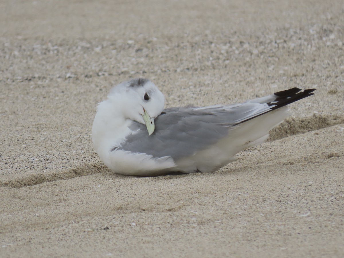Black-legged Kittiwake - ML428058091