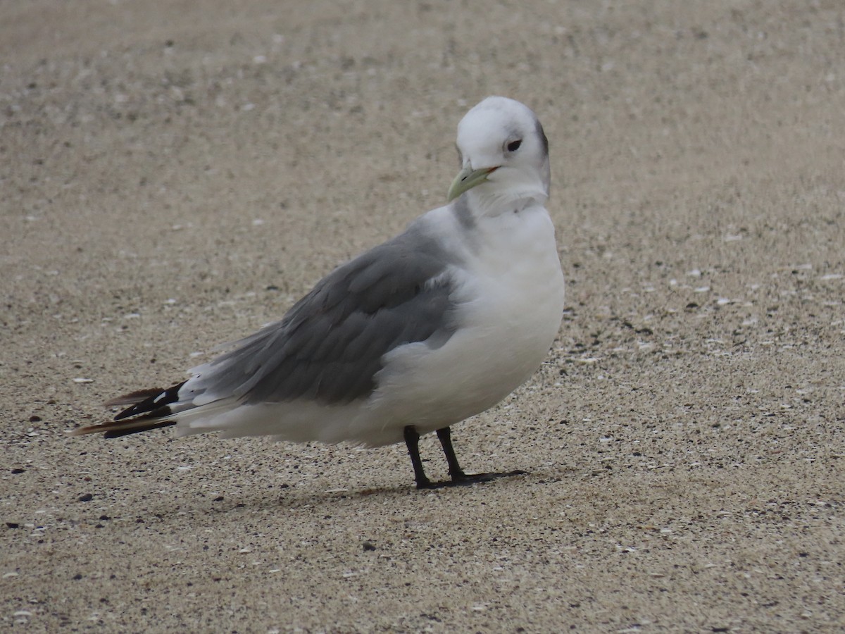 Black-legged Kittiwake - ML428058151