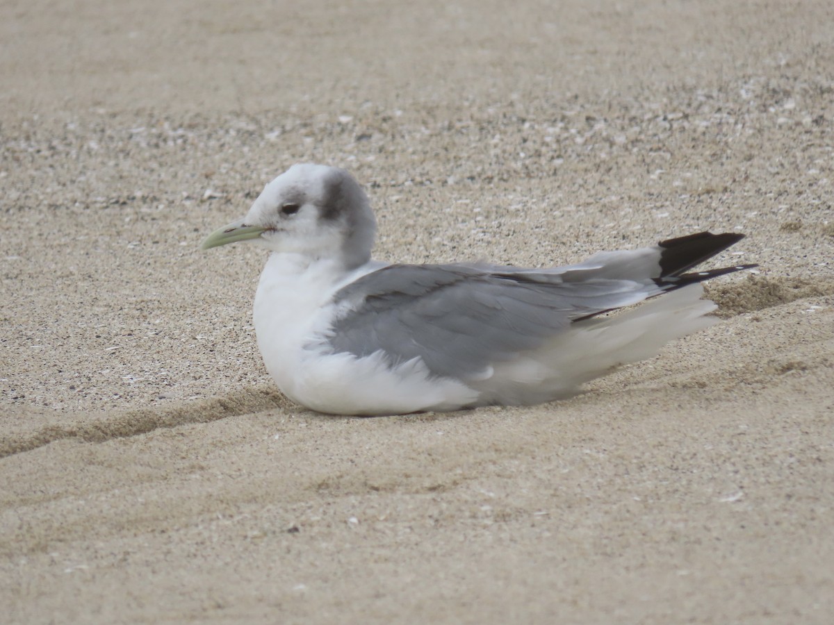 Black-legged Kittiwake - ML428058171