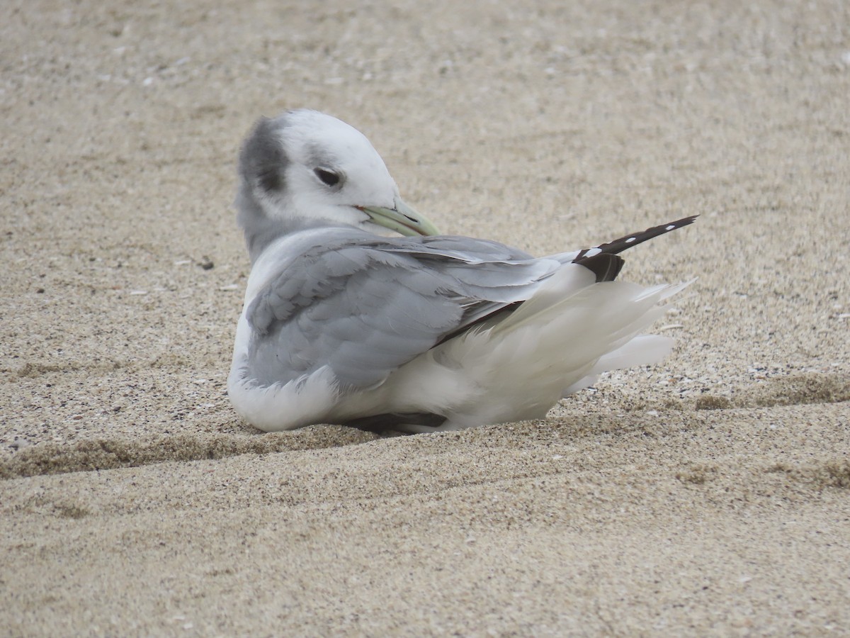 Black-legged Kittiwake - ML428058191