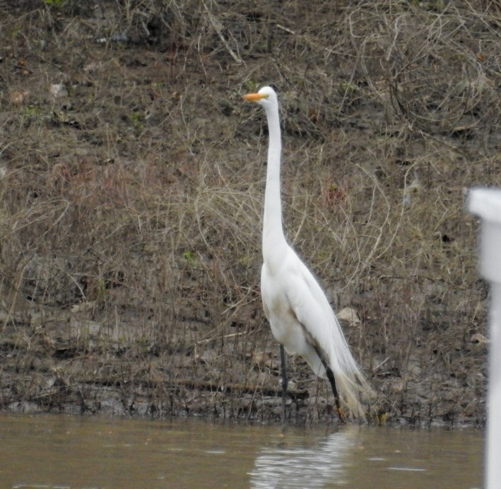 Great Egret - Mollie Bading