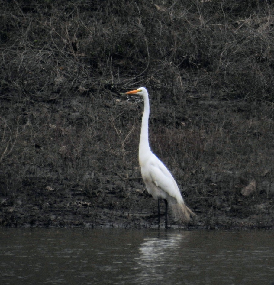 Great Egret - Mollie Bading