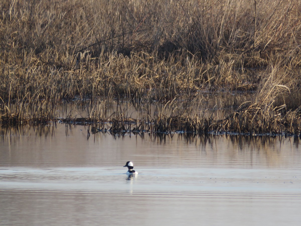 Bufflehead - ML428061771