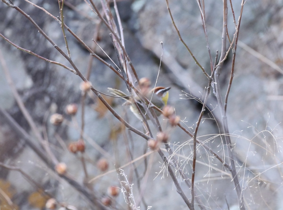 Rufous-capped Warbler - ML42806451