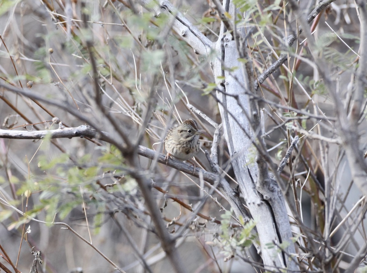 Lincoln's Sparrow - ML42806551