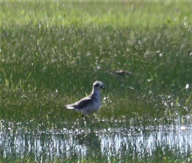 American Golden-Plover - ML428065691