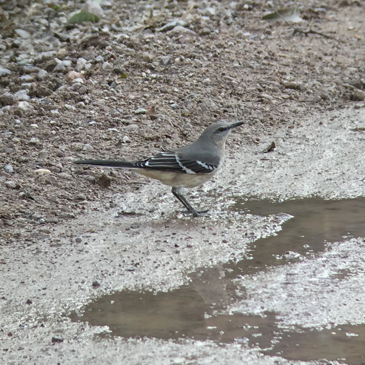 Northern Mockingbird - ML42806631