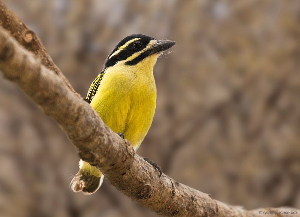 Yellow-rumped Tinkerbird - ML42806741