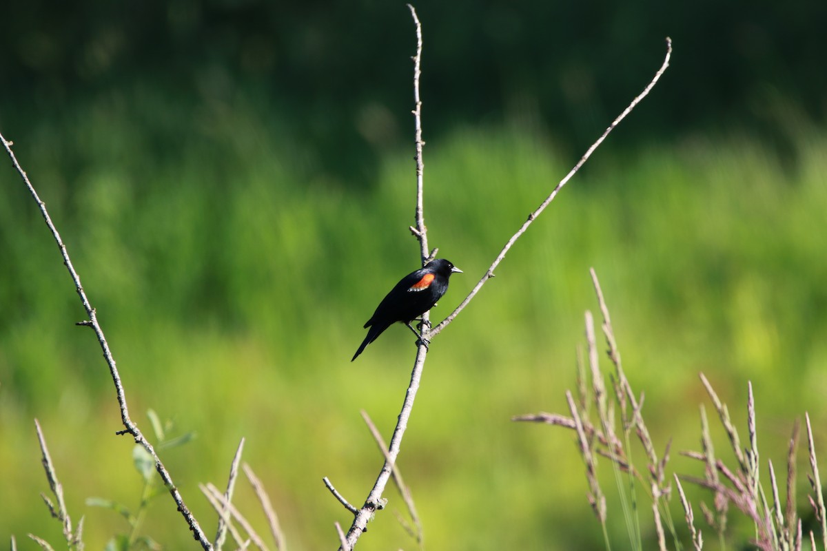Red-winged Blackbird - ML428068431