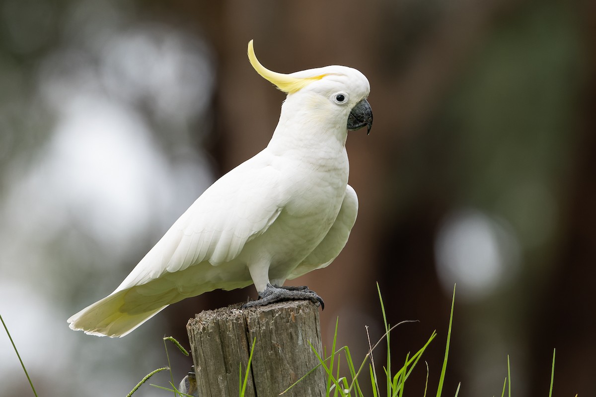 Sulphur-crested Cockatoo - John  Van Doorn