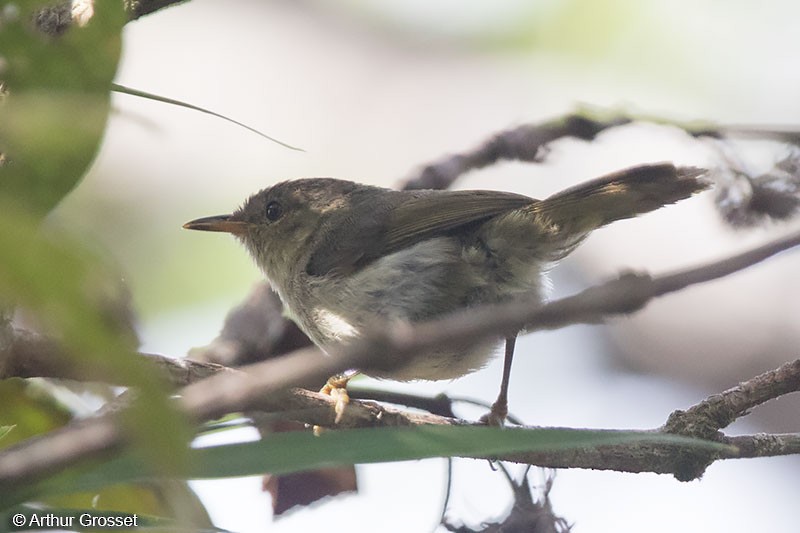 Cryptic Warbler - ML42807411