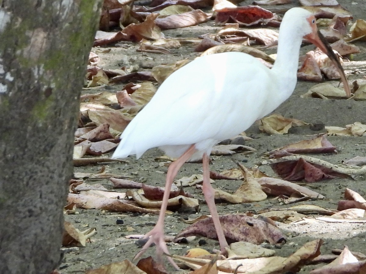 ibis bílý - ML428078551