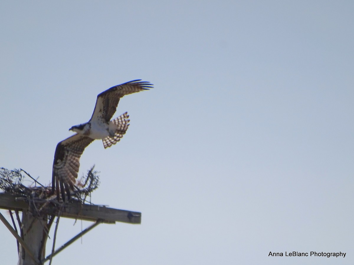 Osprey - ML428078621