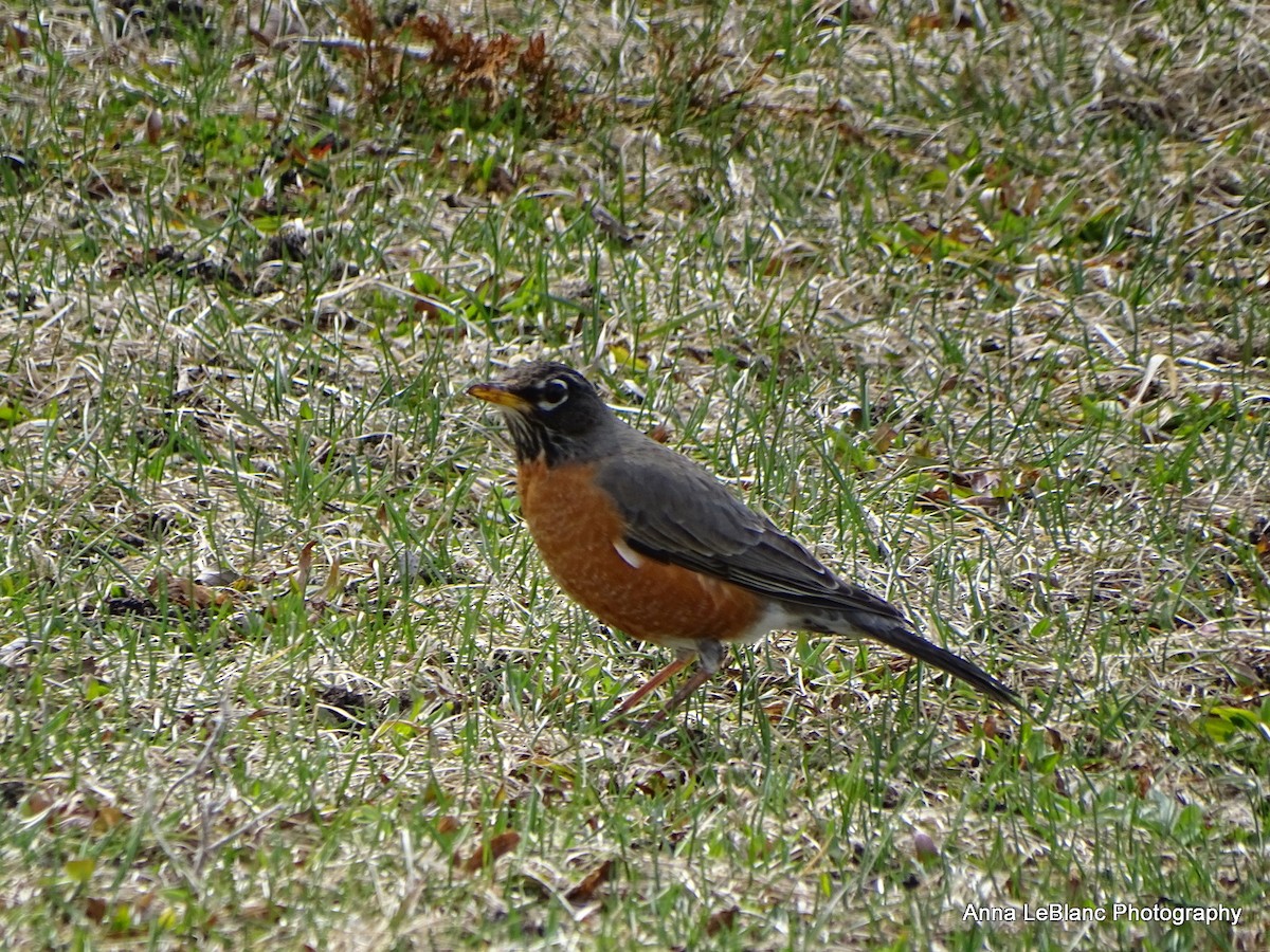 American Robin - ML428078861