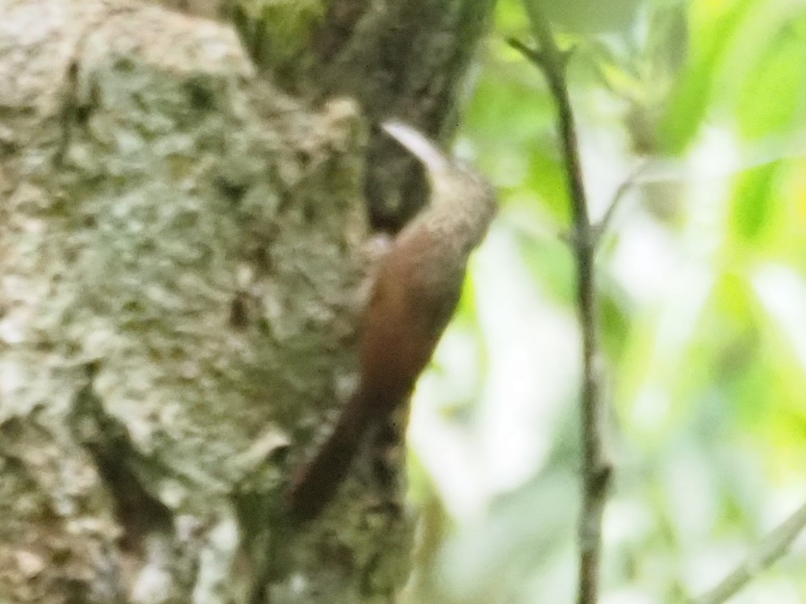 Ivory-billed Woodcreeper - ML428080291