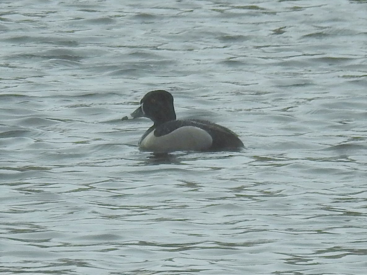 Ring-necked Duck - ML428080751
