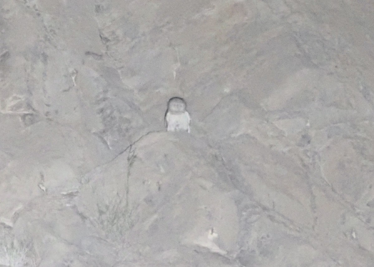 Omani Owl - ML428080771