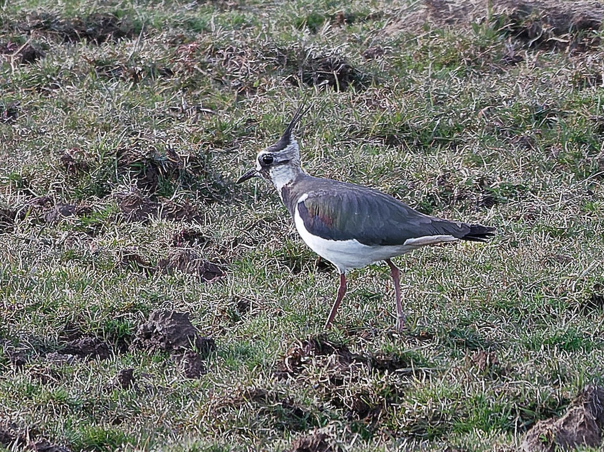 Northern Lapwing - ML428080971