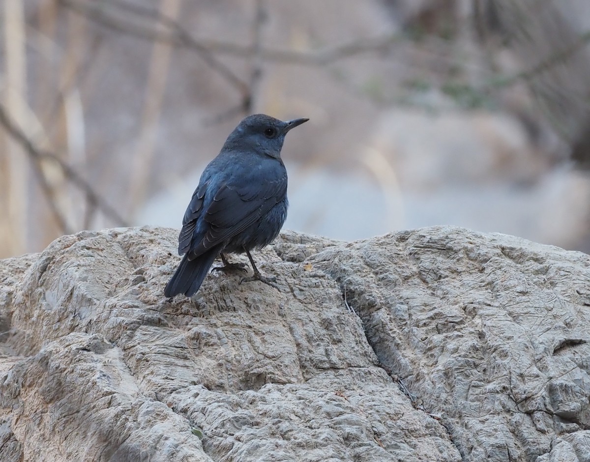 Blue Rock-Thrush - ML428081921