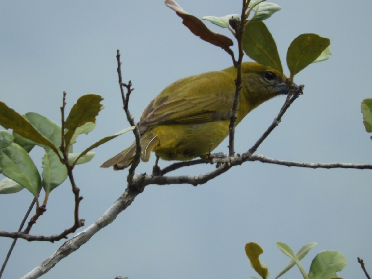 Hepatic Tanager - ML428085031