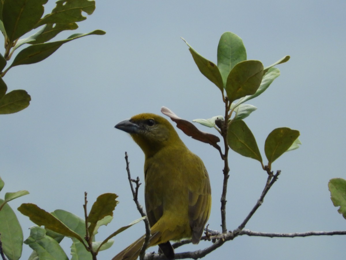 Hepatic Tanager - ML428085041