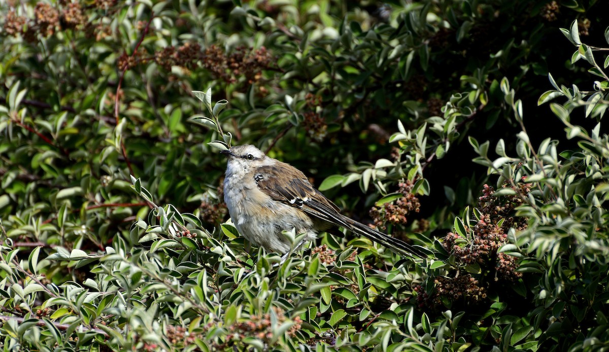 Chalk-browed Mockingbird - ML428085431