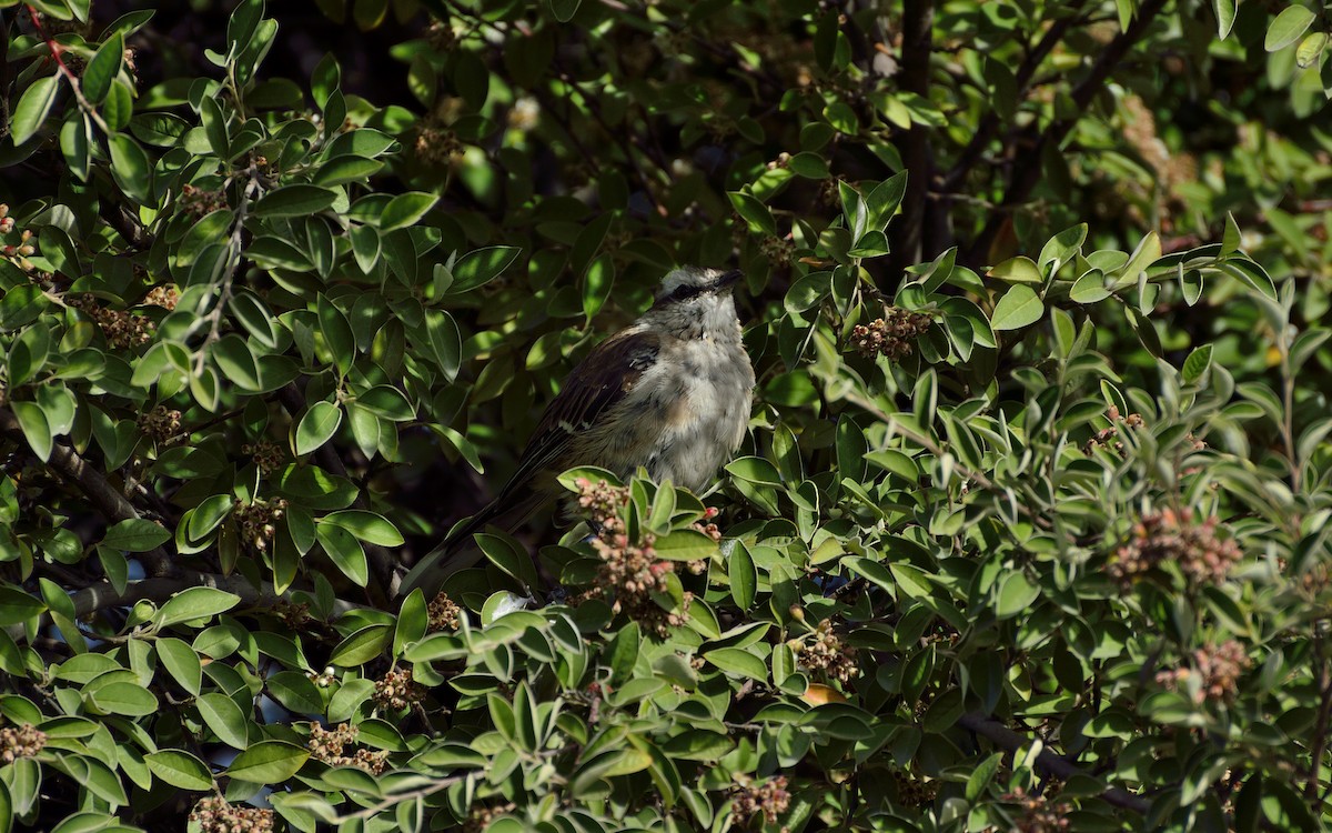 Chalk-browed Mockingbird - ML428085441