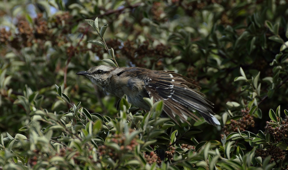 Chalk-browed Mockingbird - ML428085471